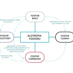 Schemat przedstawia odmiany alotropowe fosforu: biały, fioletowy, czerwony i czarny, oraz procesy ich przemian.