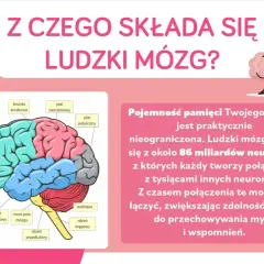 Ilustracja przedstawia schemat ludzkiego mózgowia z zaznaczonymi płatami. Obok tekst o jego pojemności pamięci.