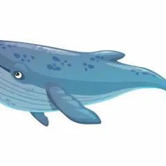 Niebieski wieloryb, największy ssak na Ziemi, płynie w oceanie.
