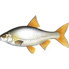 Płotka ryba z pomarańczowymi płetwami i srebrzystym ciałem, ukazana z profilu na białym tle.