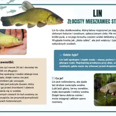 Lin, złocisty mieszkaniec stawów, to ryba o ciekawych cechach. Dowiedz się więcej o tym gatunku i jego zwyczajach.