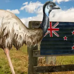 Emu, największy ptak na świecie, stoi obok flagi Nowej Zelandii na tle górskiego krajobrazu.