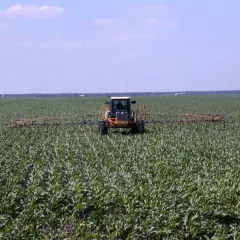 Żółty traktor z opryskiwaczem przejeżdża przez pole czumizy.