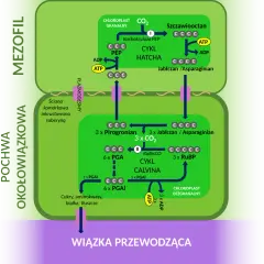 Schemat przedstawia cykle Hatcha i Calvina, kluczowe dla fotosyntezy u roślin, w tym u niektórych rodzajów traw.