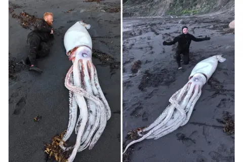 Dwóch mężczyzn na plaży obok gigantycznej kałamarnicy, największego bezkręgowca świata.
