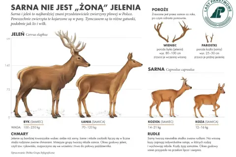 Łania, czyli samica jelenia, prezentowana obok samca. W tle widoczna jest również sarna.