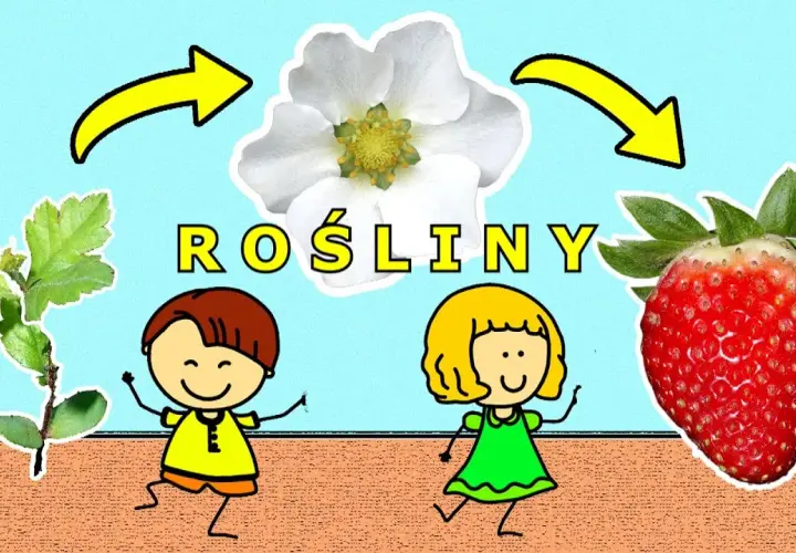 Co jest potrzebne roślinie do życia? Odkryj tajemnice w filmie edukacyjnym