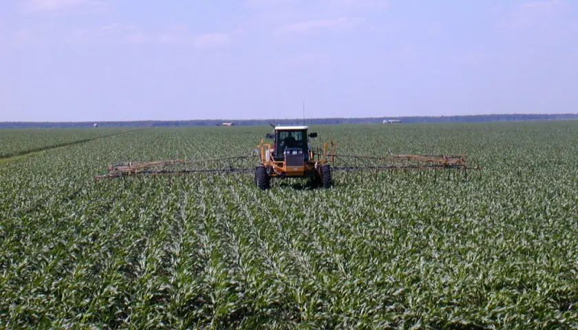Żółty traktor z opryskiwaczem przejeżdża przez pole czumizy.