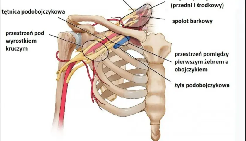 Anatomia klatki piersiowej: tętnica i żyła podobojczykowa, mięśnie pochyłe, splot barkowy i przestrzenie międzyżebrowe.