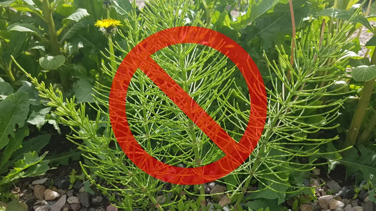Czerwony znak zakazu na tle zielonych, rozgałęzionych pędów skrzypu polnego.
