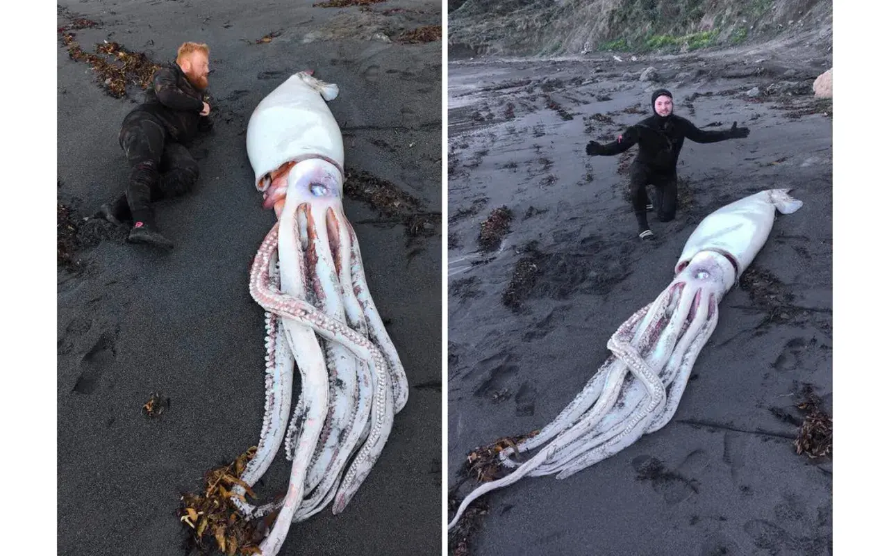 Dwóch mężczyzn na plaży obok gigantycznej kałamarnicy, największego bezkręgowca świata.