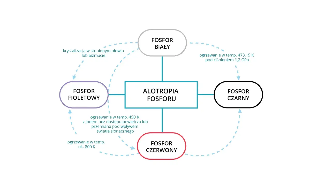 Schemat przedstawia odmiany alotropowe fosforu: biały, fioletowy, czerwony i czarny, oraz procesy ich przemian.