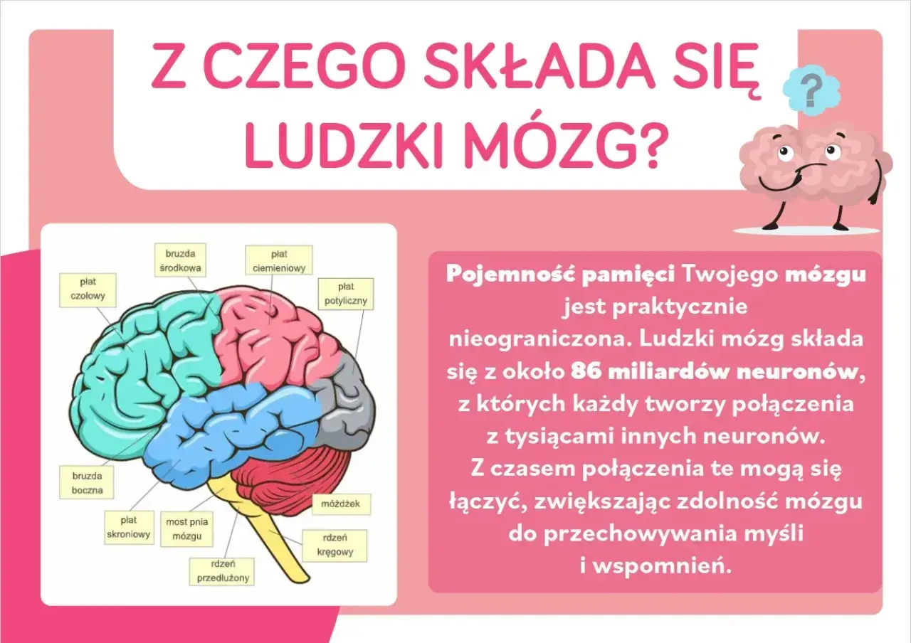 Ilustracja przedstawia schemat ludzkiego mózgowia z zaznaczonymi płatami. Obok tekst o jego pojemności pamięci.