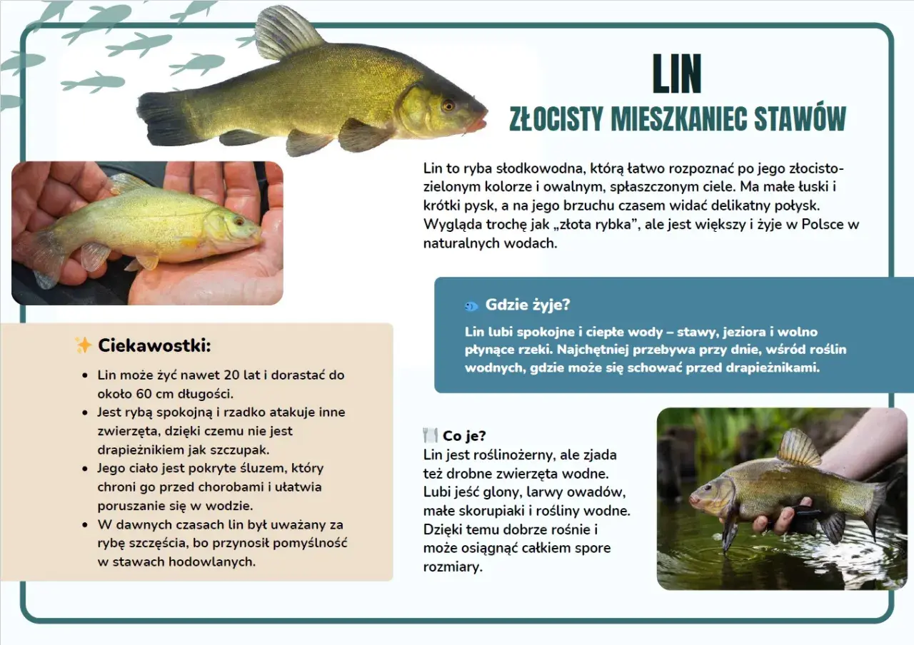 Lin, złocisty mieszkaniec stawów, to ryba o ciekawych cechach. Dowiedz się więcej o tym gatunku i jego zwyczajach.