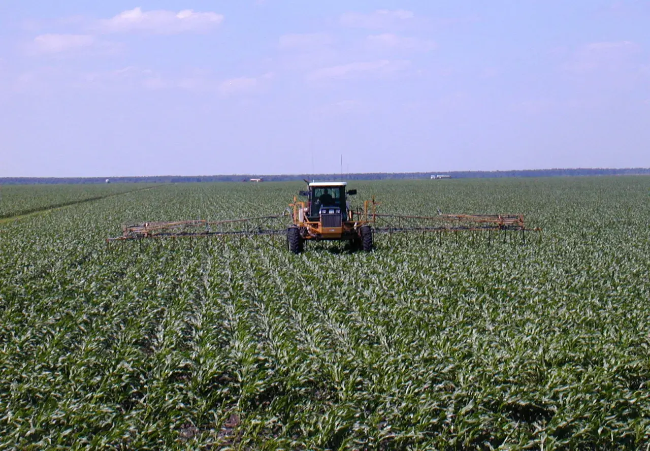 Żółty traktor z opryskiwaczem przejeżdża przez pole czumizy.