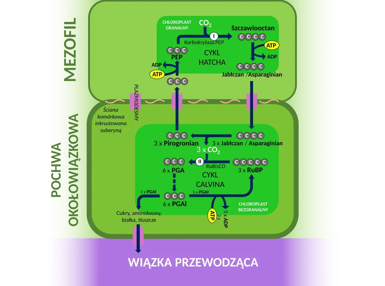 Schemat przedstawia cykle Hatcha i Calvina, kluczowe dla fotosyntezy u roślin, w tym u niektórych rodzajów traw.