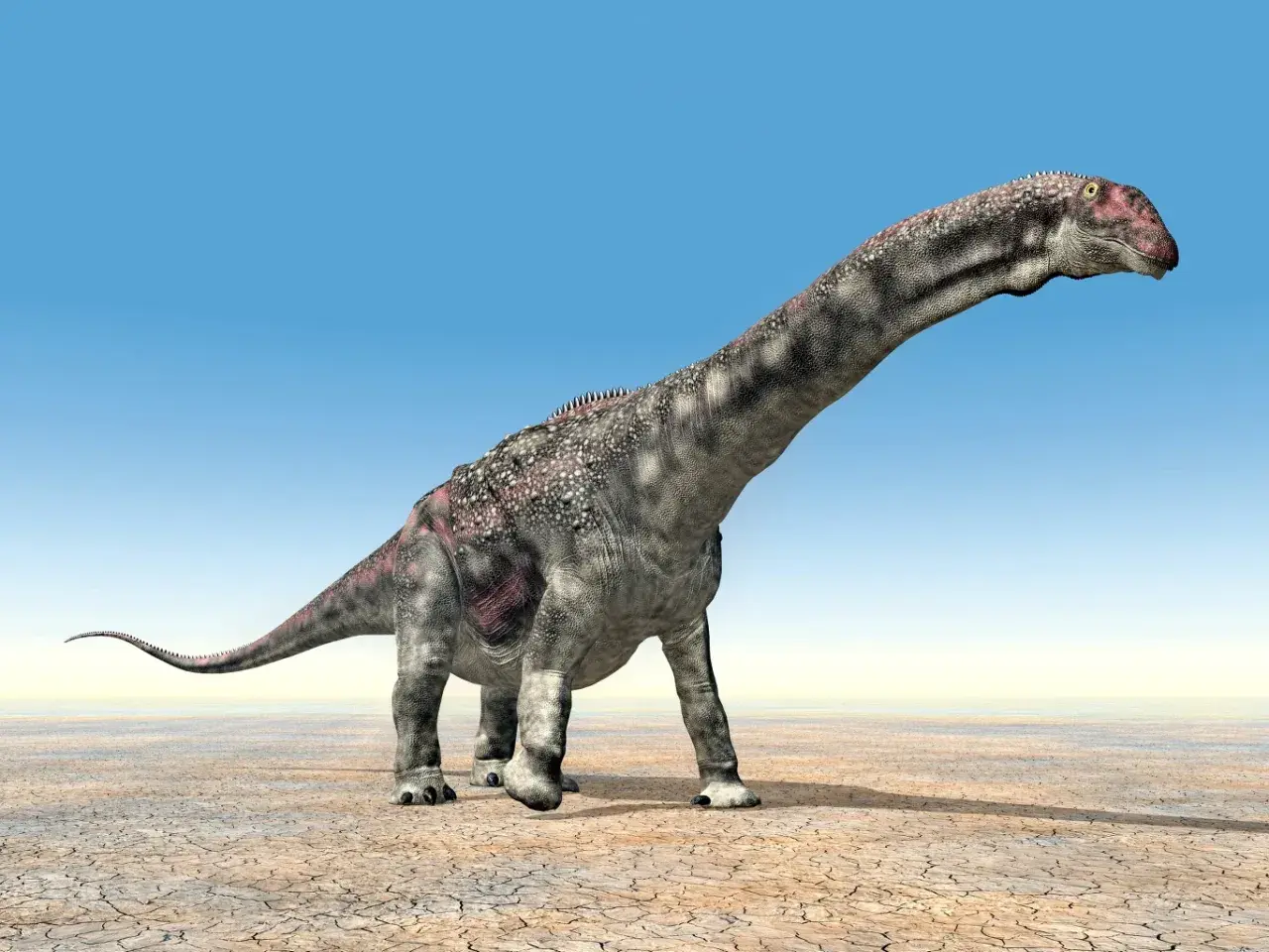 Długoszyi dinozaur roślinożerny, o szarej skórze z różowymi plamami, kroczy po spękanej ziemi pod błękitnym niebem.