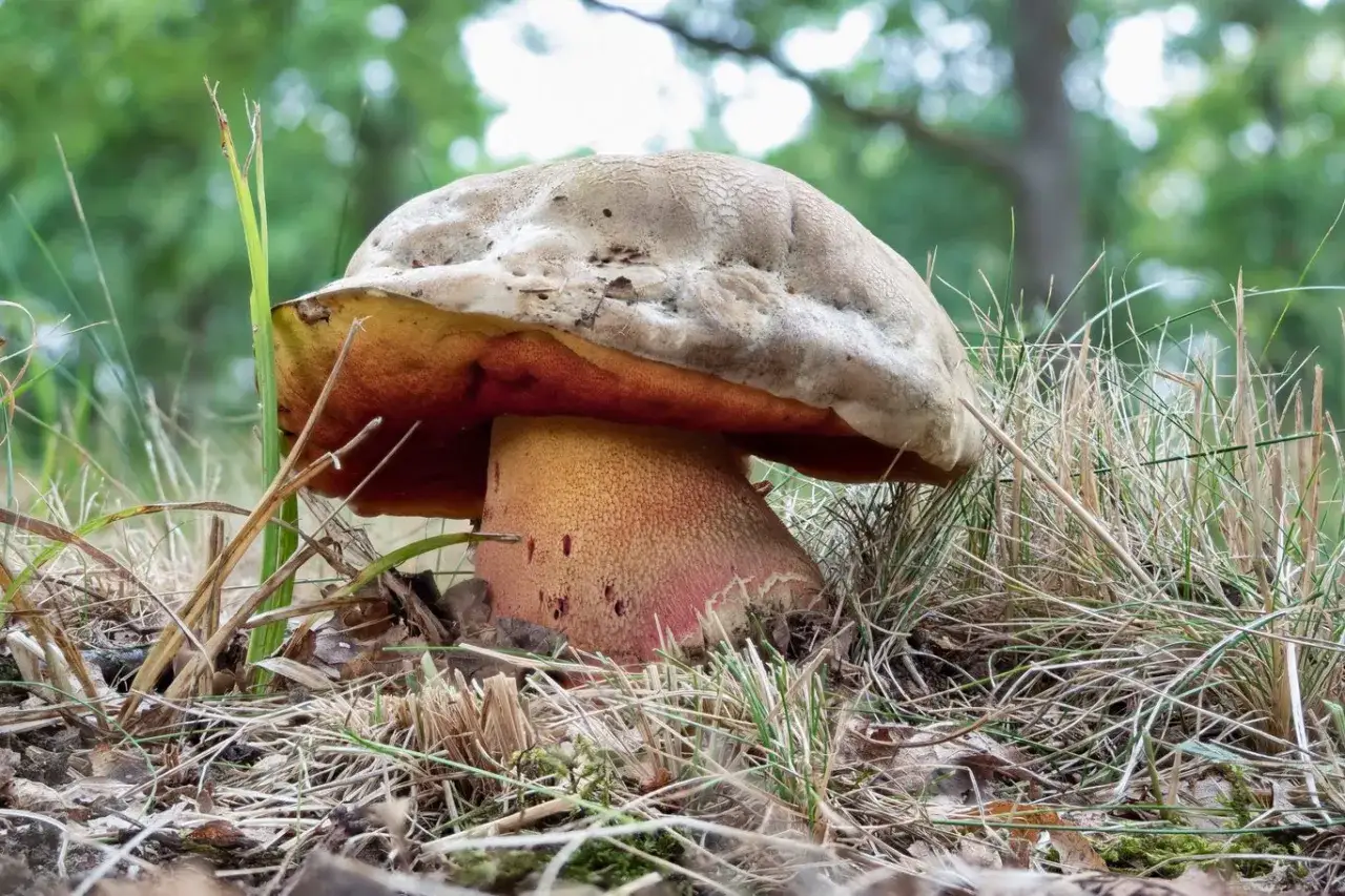 Grzyb o kapeluszu jak u diabła, z czerwonym trzonem i żółtym hymenofor.