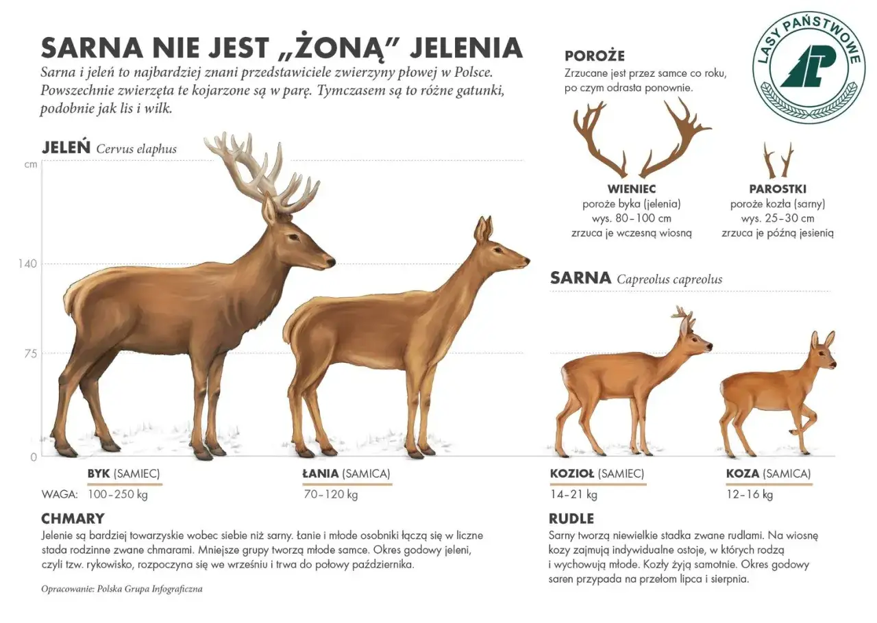 Łania, czyli samica jelenia, prezentowana obok samca. Ilustracja porównuje jelenie i sarny.